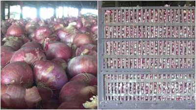 Onion Price : कांदा उत्पादक शेतकऱ्यांसाठी अलर्ट, या कारणामुळे लासलगावमधील दर 100 ने कमी, पुढे काय होणार?
