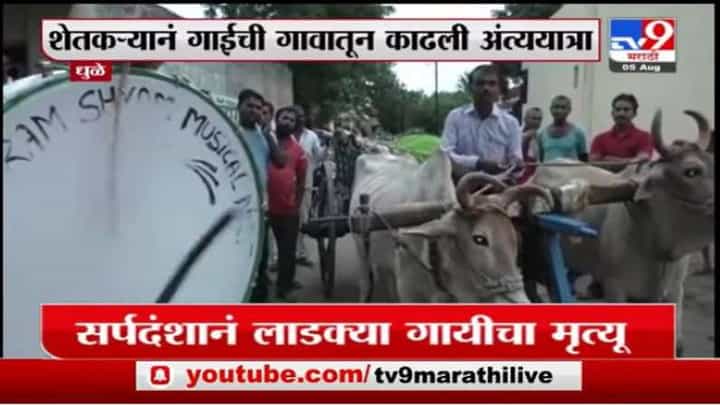 लाडक्या गायीचा सर्पदंशानं मृत्यू, धुळ्यातील शेतकऱ्याची कृतज्ञता, बैलगाडीतून अंत्ययात्रा लाडक्या गायीचा सर्पदंशानं मृत्यू, धुळ्यातील शेतकऱ्याची कृतज्ञता, बैलगाडीतून अंत्ययात्रा