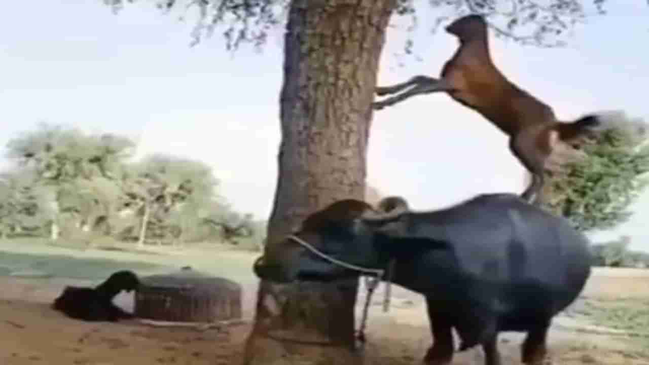 Viral Video : इंडियाज गॉट टॅलेंट, प्राण्यांचा असा जुगाड कधी पाहिलात का?