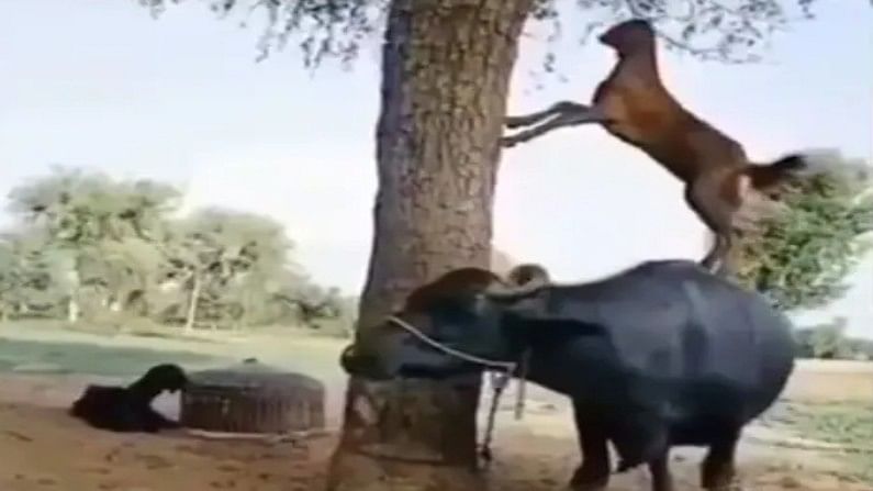 Viral Video : 'इंडियाज गॉट टॅलेंट', प्राण्यांचा असा जुगाड कधी पाहिलात का?