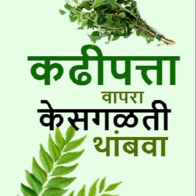 कढीपत्ता वापरा  केसगळती थांबवा