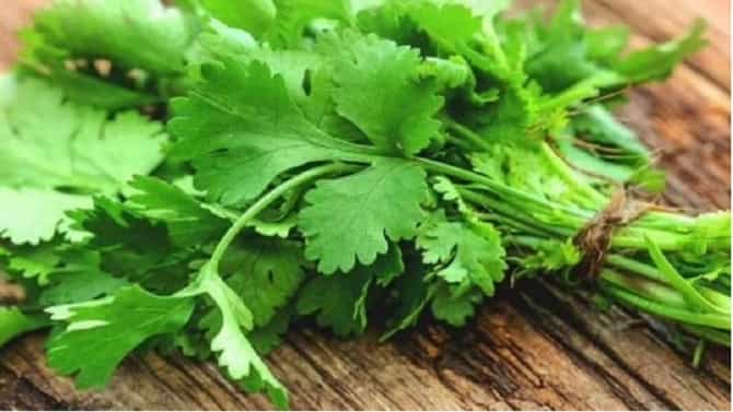 Coriander Leaves : कोथिंबीरीचा आहारात समावेश करा आणि आजारांपासून दूर राहा!