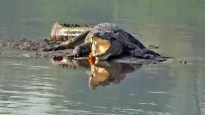 मगरीकडून मे महिन्यातच अतिवृष्टी, महापूर येण्याचे संकेत, मानव प्राणी संघर्षात त्याकडे दुर्लक्ष : प्राणीतज्ज्ञ