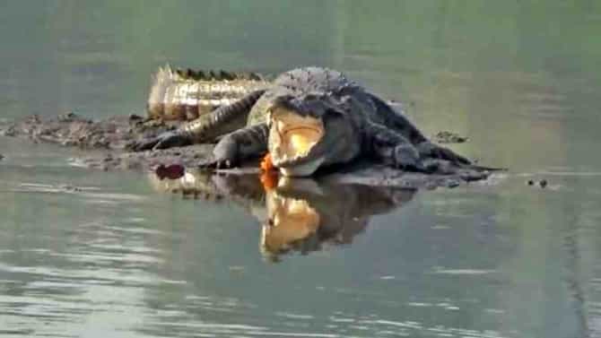 मगरीकडून मे महिन्यातच अतिवृष्टी, महापूर येण्याचे संकेत, मानव प्राणी संघर्षात त्याकडे दुर्लक्ष : प्राणीतज्ज्ञ