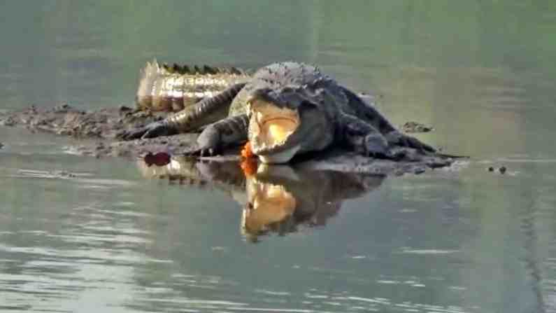 मगरीकडून मे महिन्यातच अतिवृष्टी, महापूर येण्याचे संकेत, मानव प्राणी संघर्षात त्याकडे दुर्लक्ष : प्राणीतज्ज्ञ मगरीकडून मे महिन्यातच अतिवृष्टी, महापूर येण्याचे संकेत, मानव प्राणी संघर्षात त्याकडे दुर्लक्ष : प्राणीतज्ज्ञ