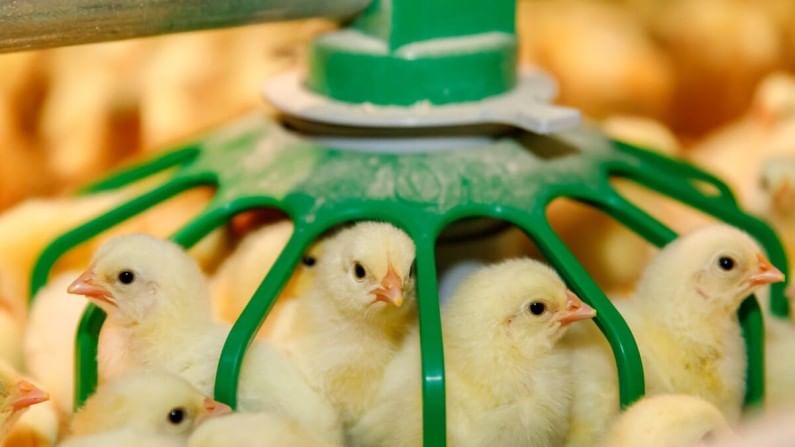Chiken and Egg rate will increases after sawan month