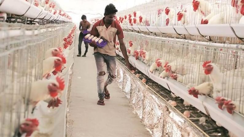 Chiken and Egg rate will increases after sawan month