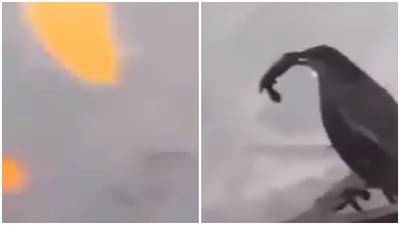 Video | माशाला पकडण्यासाठी पक्ष्याची नामी युक्ती, ब्रेडच्या मदतीने शिकार नेमकी कशी केली ? व्हिडीओ पाहाच