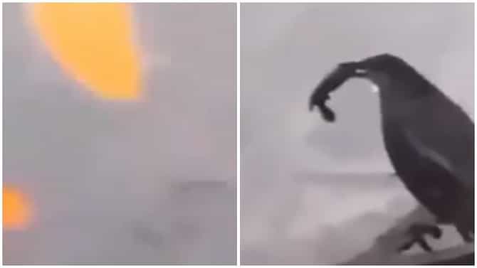 Video | माशाला पकडण्यासाठी पक्ष्याची नामी युक्ती, ब्रेडच्या मदतीने शिकार नेमकी कशी केली ? व्हिडीओ पाहाच