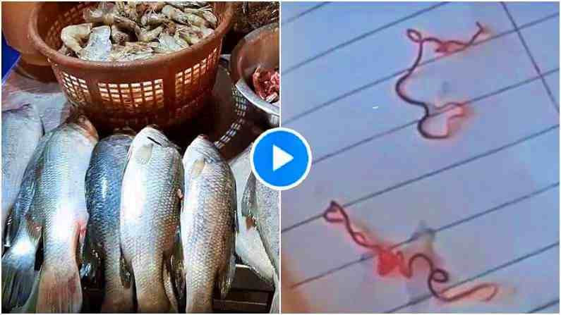 मासे खाण्याचा विचार करताय? सावधान, मुरबाडात माशात लाल-सफेद जंतू, पाहा Video