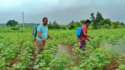 आधी कोरोनाचा मार, आता यवतमाळमध्ये या रोगांचा पिकांवर हल्ला, शेतकरी हवालदील