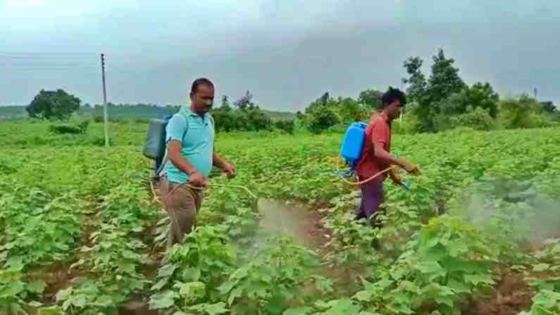 आधी कोरोनाचा मार, आता यवतमाळमध्ये 'या' रोगांचा पिकांवर हल्ला, शेतकरी हवालदील आधी कोरोनाचा मार, आता यवतमाळमध्ये 'या' रोगांचा पिकांवर हल्ला, शेतकरी हवालदील