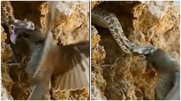 Video | हिंसक पक्षी चाल करुन आला, सापाने जबड्यात पकडताच फडफडायला लागला, थरारक युद्धाचा व्हिडीओ व्हायरल