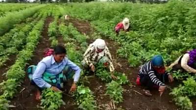 सोयाबीन पिकासाठी खर्च वाढला, कर्जमाफी नाही, पीकविमा नाही, मायबाप सरकार मदत नको, आता चांगला हमीभाव द्या!