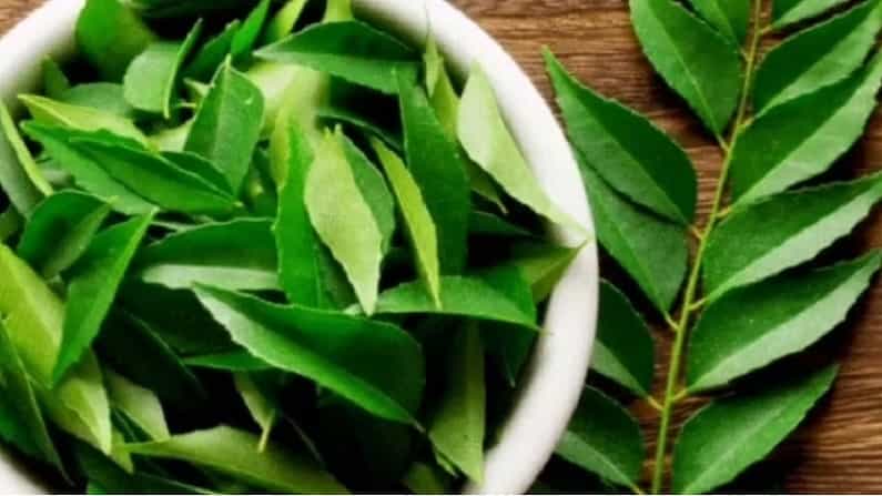 आपण कढीपत्ता खाण्यापिण्यात वापरतो. त्याचा सुगंध अन्नातील चव वाढवण्याचे काम करतो. पण तुम्हाला माहीत आहे का? की ते त्वचेवरील मुरुम, पुरळ आणि डागांपासून मुक्त कढीपत्ता मदत करते. कोरड्या आणि तेलकट त्वचेपासून मुक्त होण्यासाठी तुम्ही कढीपत्त्याचा वापर करू शकता.