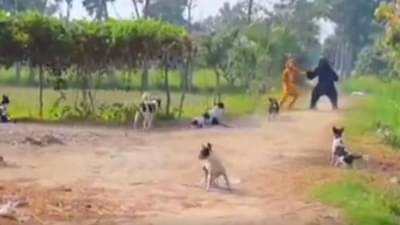 Video | कुत्र्यांना पळवून लावण्यासाठी वाघ, अस्वल झाले, नको त्या उचापत्या चांगल्याच भोवल्या; नेमकं काय घडलं एका पाहाच !