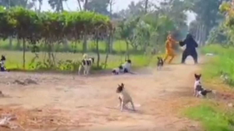 Video | कुत्र्यांना पळवून लावण्यासाठी वाघ, अस्वल झाले, नको त्या उचापत्या चांगल्याच भोवल्या; नेमकं काय घडलं एका पाहाच !