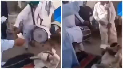 Viral | ढोल-ताशाचा आवाज ऐकून बेभान, जमिनीवर लोळून नाचायला लागला, नंतर बसला मार, व्हिडीओ व्हायरल