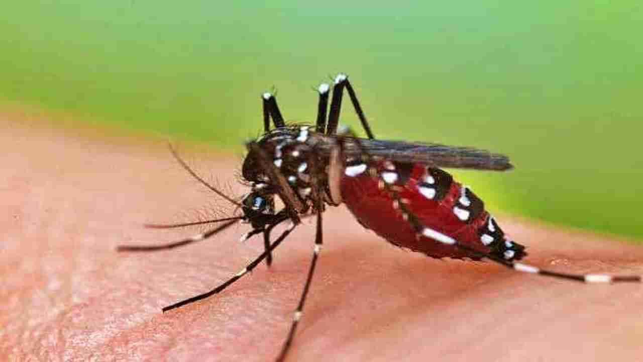 नागपुरात डेंग्यूचा कहर सुरूच, 383 घरांमध्ये अळी आढळल्या