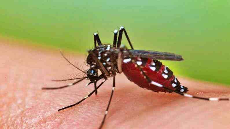 नागपुरात डेंग्यूचा कहर सुरूच, 383 घरांमध्ये अळी आढळल्या