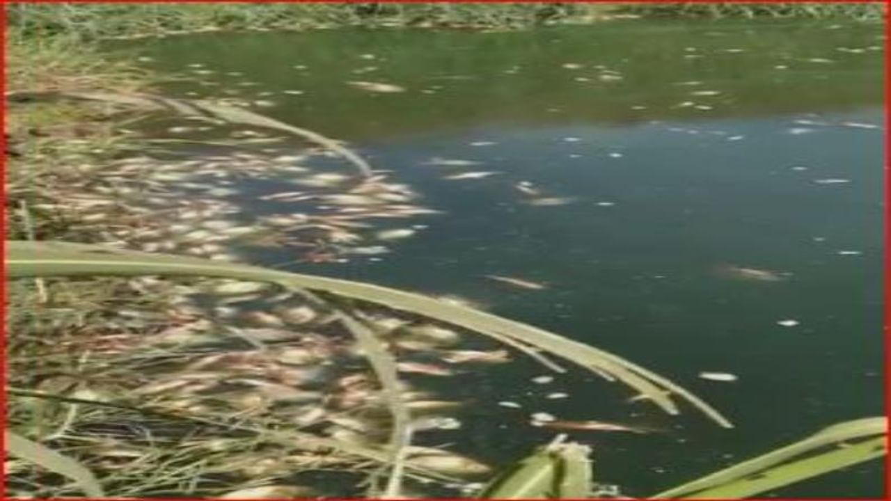 इंदापूर तालुक्यातील पळसदेव नजीक असलेल्या शेलारपट्टा परिसरातील अशोक केवटे यांच्या शेततळ्यातील पाच टन मासे अचानक मृत्युमुखी पडले आहेत.  