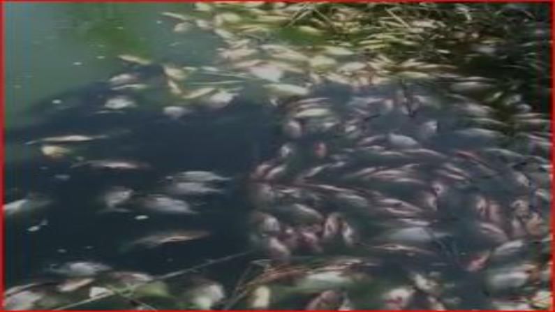 मासे मेल्यामुळे शेतकऱ्याचे पाच लाखांचे नुकसान झाले आहे. 