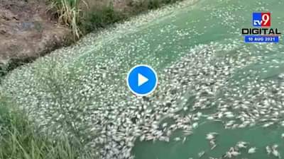 8 महिने काबाड कष्ट करुन 30 हजार मासे वाढवले, इंदापुरात एका रात्रीत सर्व माशांचा मृत्यू, कारण काय?