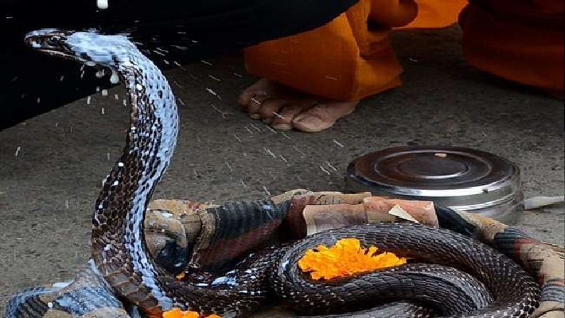 Nag Panchami 2021 : नागांची विधीवत पूजा कशी कराल?, मनातून सापांची भीती जाईल, कालसर्प दोषातूनही मुक्ती मिळेल