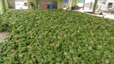 मुंबईच्या एपीएमसी मार्केटमध्ये तब्बल 3 लाख कोथिंबीर जुड्यांची आवक; जुड्या कचऱ्यात फेकण्याची वेळ