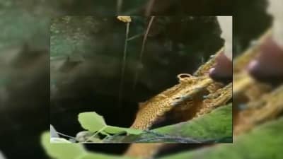 Video | महिलेला वाचवण्यासाठी शर्थीचे प्रयत्न, 50 फूट खोल विहिरीत पडलेल्या महिलेचा व्हिडीओ व्हायरल