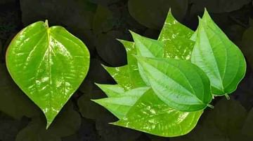 Remedies of betel leaf : फक्त एक रुपयाचे पान तुम्हाला करेल श्रीमंत, जाणून घ्या पूजेमध्ये पानांशी निगडित उपाय