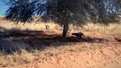 Video | हरीण आपल्यातच गुंग, बिबट्या दबा धरून बसला, एका क्षणात होत्याचं नव्हतं झालं, शिकारीचा थरारक व्हिडीओ पाहाच !