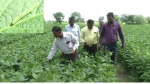 सोयाबीनवर चक्रीभुंगा, खोडमाशी, उंटअळीच्या प्रादुर्भावाची शक्यता, कृषीतज्ज्ञांकडून शेतकऱ्यांना 'हा' सल्ला