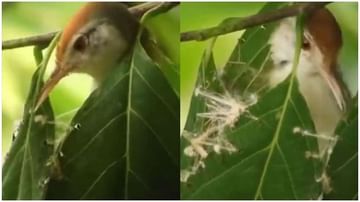 Video | इवलासा जीव पण मोठी कमाल, पक्ष्याने घरटं कसं विणलं एकदा पाहाच !