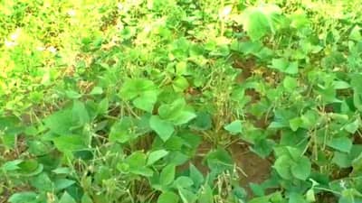 वाशिममध्ये यामुळे सोयाबीनचं 90 टक्के उत्पादन घटणार, तर केंद्राच्या आयातीनं दरातही मोठी घसरण