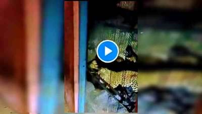 VIDEO: जीवाची पर्वा न करता बिबट्याशी भिडला, पकडून थेट खोलीत डांबला!