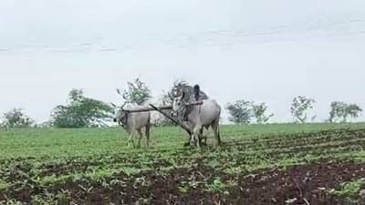 नंदुरबारमध्ये पावसाची दांडी, शेतकरी संकटात; प्रशासन ॲक्शन मोडवर, रोहयोतून रोजगार देण्याचा निर्णय