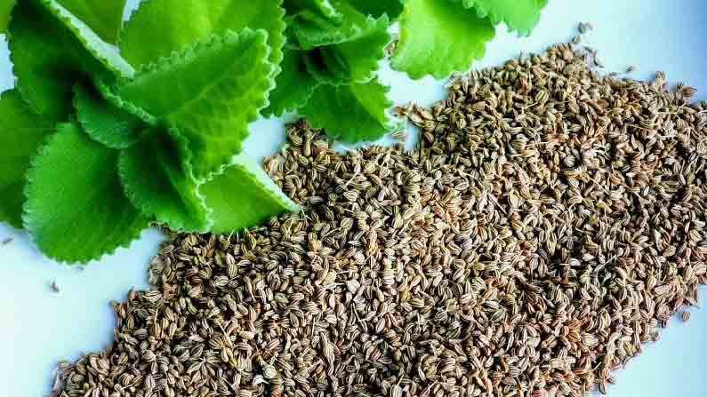 Carom Seeds | ‘या’ आरोग्यदायी फायद्यांसाठी ‘ओव्या’चे नियमित सेवन ठरेल लाभदायी! जाणून घ्या याचे फायदे... Carom Seeds | ‘या’ आरोग्यदायी फायद्यांसाठी ‘ओव्या’चे नियमित सेवन ठरेल लाभदायी! जाणून घ्या याचे फायदे...