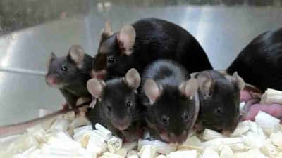 उंदीर प्रत्येक गोष्टी का कुरतडतो? जर कुरतडले नाही तर काय होईल? जाणून घ्या यामागचे कारण