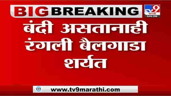Sangamner | संगमनेर तालुक्यातील दरेवाडीमध्ये बैलगाडा शर्यत, नागरिकांची मोठी गर्दी