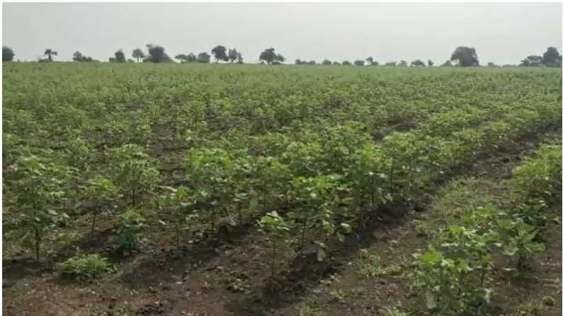 पाऊस लांबल्यानं शेतकऱ्यांची चिंता वाढली, पिकं वाचवण्यासाठी धडपड सुरु, आर्थिक फटका बसण्याची भीती पाऊस लांबल्यानं शेतकऱ्यांची चिंता वाढली, पिकं वाचवण्यासाठी धडपड सुरु, आर्थिक फटका बसण्याची भीती