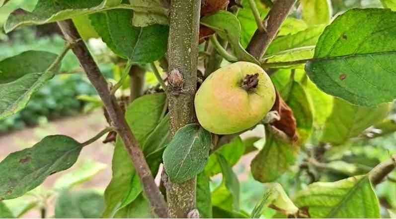काश्मीरच नाही, तर तुमच्या शेतातही सफरचंदाची शेती शक्य, कसं शक्य? वाचा इंदापूरचा यशस्वी प्रयोग