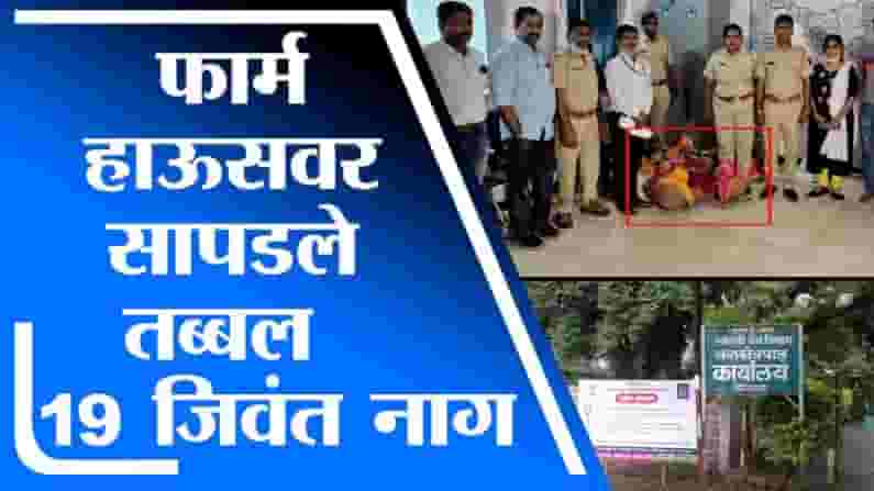 Sangli | सांगलीच्या शिराळा येथे सापडले तब्बल 19 जिवंत नाग, वन विभागाकडून कारवाई