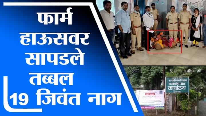 Sangli | सांगलीच्या शिराळा येथे सापडले तब्बल 19 जिवंत नाग, वन विभागाकडून कारवाई Sangli | सांगलीच्या शिराळा येथे सापडले तब्बल 19 जिवंत नाग, वन विभागाकडून कारवाई