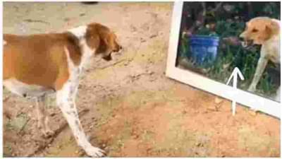 आरशात पाहून कुत्र्याचे वेडेवाकडे हावभाव, व्हिडीओ सोशल मीडियात व्हायरल