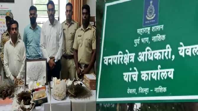समुद्री शंख, शिंपले, जंगली कंद आणि वन्यजीवांच्या अवयवांची खरेदी-विक्री, येवल्यात अंधश्रद्धा वाढीला, आता वनविभाग अॅक्शन मोडमध्ये