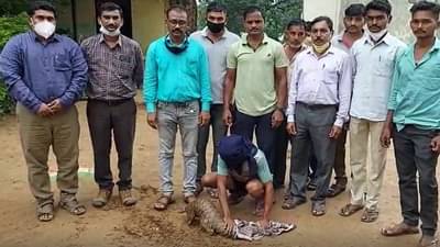 गडचिरोलीत खवल्या मांजराची तस्करी, आरोपीला पोलिसांच्या बेड्या, तस्करी रोखण्याचं वनविभागासमोर आव्हान