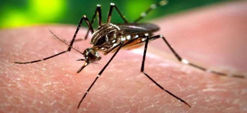 नागपूरकरांवर नवं संकट, डेंग्यूचा प्रादुर्भाव वाढणार? आरोग्य विभागाच्या सर्वेक्षणात धक्कादायक बाब उघड