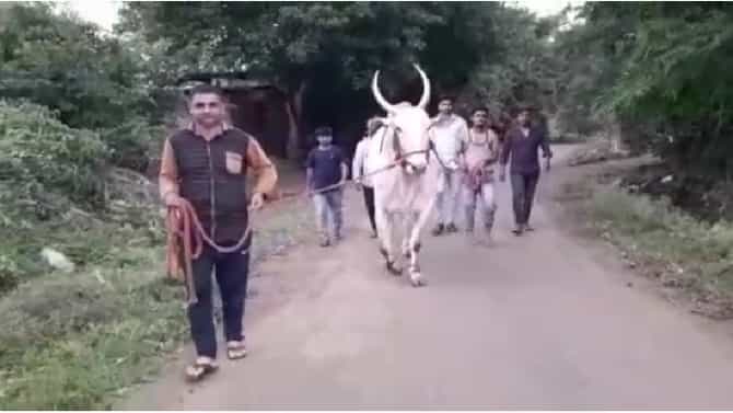 पडळकरांच्या बैलगाडी शर्यतीची राज्यात चर्चा, इस्लामपूरचा प्रसिद्ध सोन्या बैल शर्यतीसाठी रवाना