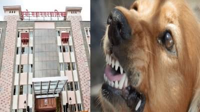 पुण्यात रेबीजमुळे मृत्यूची संख्या शून्यावर, महापालिकेकडून 60 हजार कुत्र्यांचं निर्बीजीकरण आणि लसीकरण